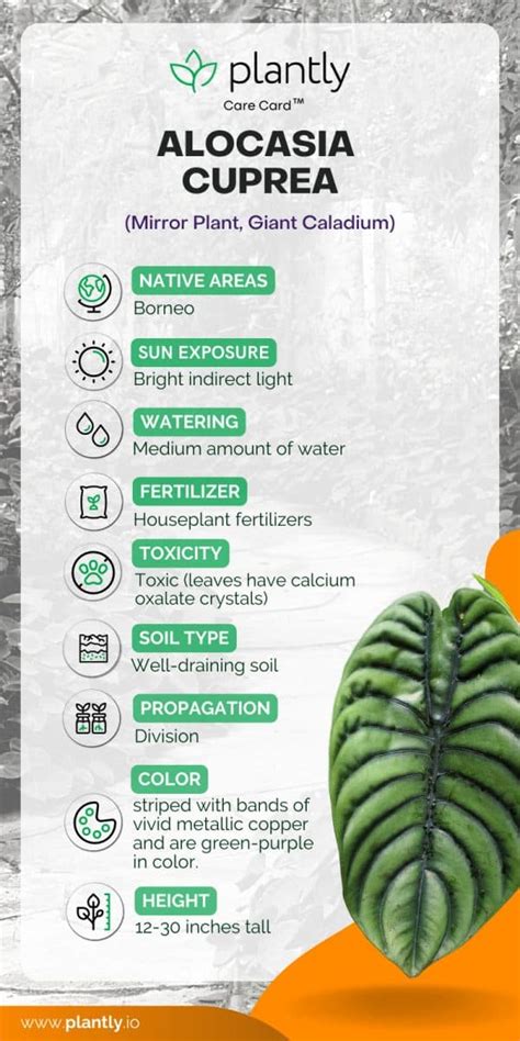 moisture meter chart for alocasia|alocasia care tips and tips.